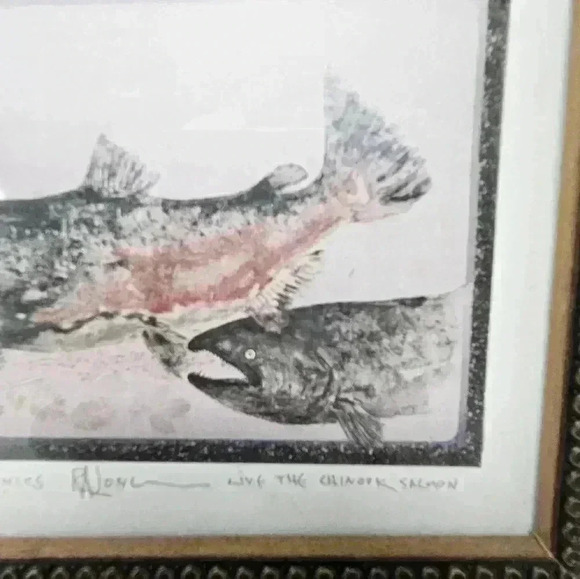 Chinook Salmon framed print - Picture 2 of 10